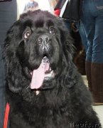 Превью фото № 201227