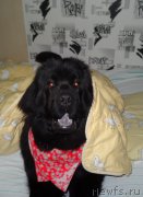 Превью фото № 201233