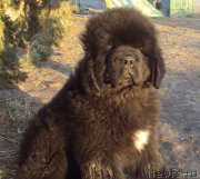 Превью фото № 201264