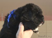 Превью фото № 201275