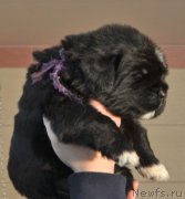 Превью фото № 201278