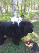 Превью фото № 201284