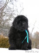 Превью фото № 201316