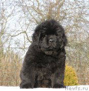 Превью фото № 201328