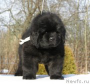 Превью фото № 201329