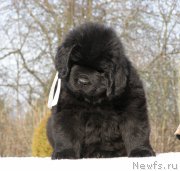 Превью фото № 201331