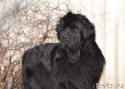 Превью фото № 201355