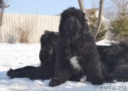 Превью фото № 201356