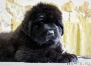 Превью фото № 201367