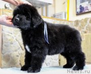 Превью фото № 201369