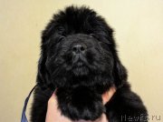 Превью фото № 201370