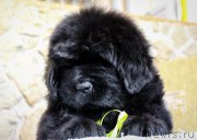 Превью фото № 201376