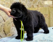 Превью фото № 201378