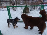 Превью фото № 201391