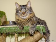 Превью фото № 201393