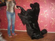 Превью фото № 201398