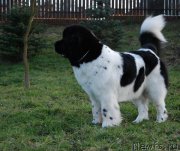 Превью фото № 201434