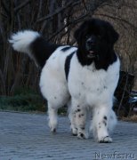 Превью фото № 201435