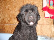 Превью фото № 201444