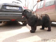 Превью фото № 201445