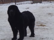 Превью фото № 201486