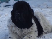 Превью фото № 201504