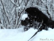 Превью фото № 201557