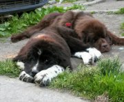 Превью фото № 201563