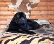 Превью фото № 201568