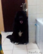 Превью фото № 201591