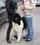 Превью фото № 20161