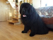 Превью фото № 201626