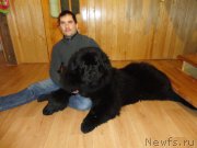 Превью фото № 201628