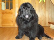 Превью фото № 201629