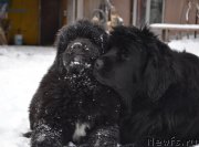 Превью фото № 201657