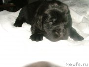 Превью фото № 201698