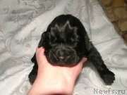 Превью фото № 201704