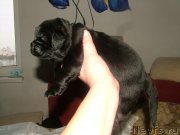 Превью фото № 201705