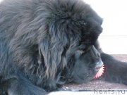 Превью фото № 201722