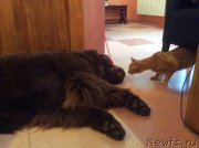 Превью фото № 201726