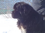 Превью фото № 201728