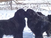 Превью фото № 201729