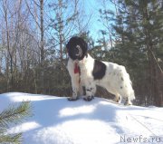 Превью фото № 201736