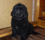 Превью фото № 20175