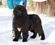 Превью фото № 201774