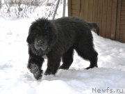 Превью фото № 201800