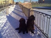 Превью фото № 201827