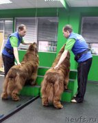 Превью фото № 201834