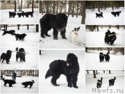 Превью фото № 201842