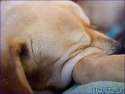 Превью фото № 201869